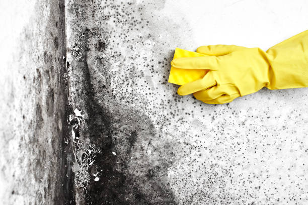 Best Black Mold Remediation in Sam Rayburn, TX