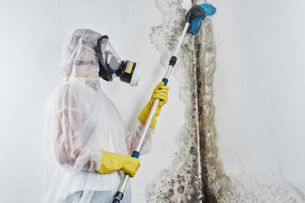 Best Industrial Mold Remediation in Sam Rayburn, TX