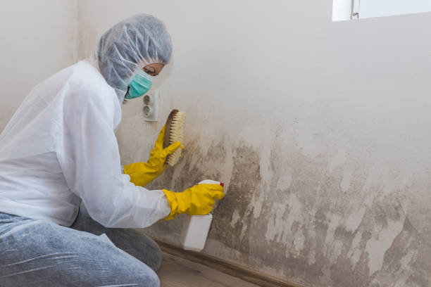 Best White Mold Remediation in Sam Rayburn, TX