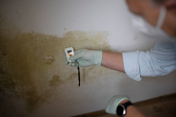 Trusted Sam Rayburn, TX Mold Remediation Experts