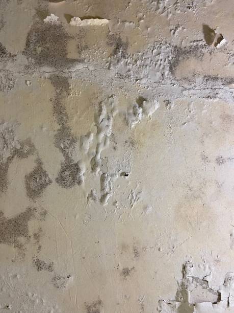 Trusted Sam Rayburn, TX Mold Remediation Experts