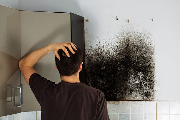 Best DIY Mold Remediation Support Services in Sam Rayburn, TX